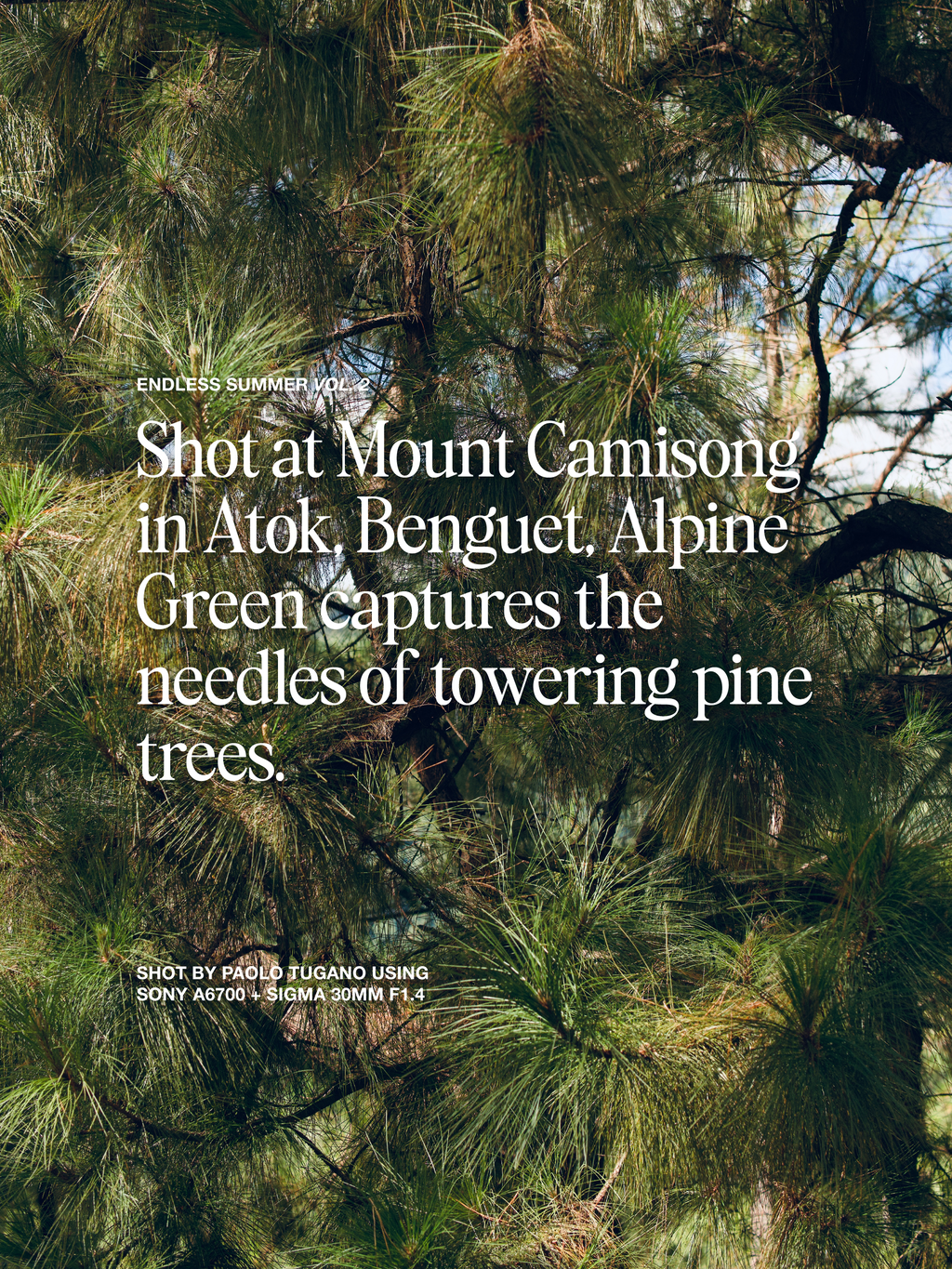 BENGUET BUTTON DOWN POLO | ALPINE GREEN